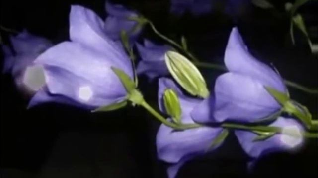 Лісові дзвіночки смотреть онлайн