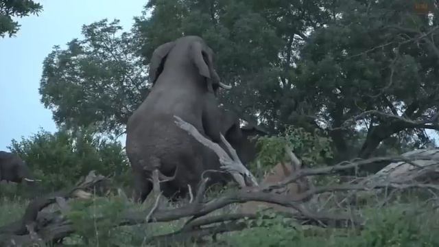 Mating elephants. WildEarth 22 January 2020 смотреть онлайн