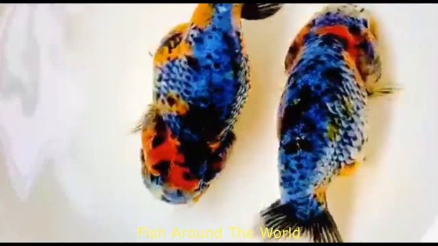 Wow Very Good Color Goldfish, Goldfish Compilation #113 смотреть онлайн