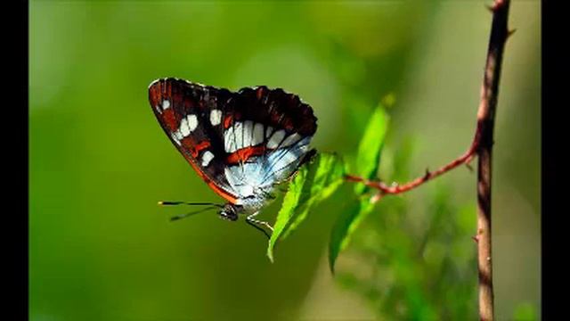 SUMMERTIME. Ella Fitzgerald & Louis Armstrong JB video смотреть онлайн