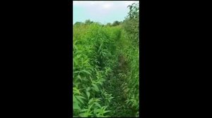 Садовод Салий. Работа с персиком Хасанский-клон Железова.