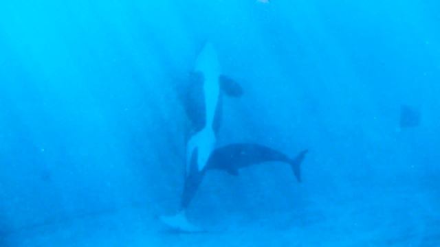 Orca Experts Go to SeaWorld смотреть онлайн