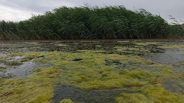 Ағашты сайына саяхат - Маңғыстау