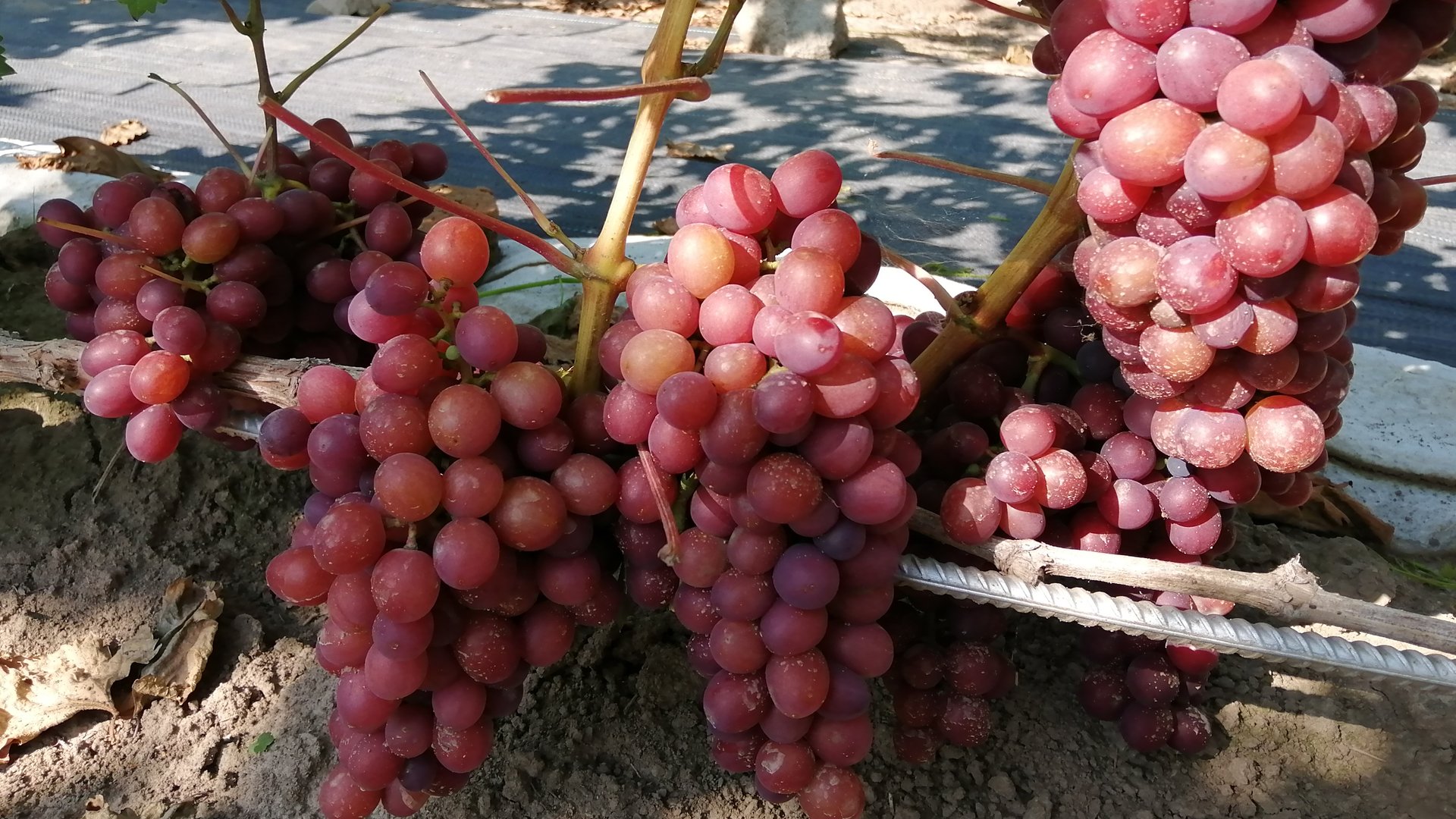 Обзор столовых сортов винограда 31.08.2024г