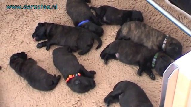 Hasse en pups dag 8 смотреть онлайн