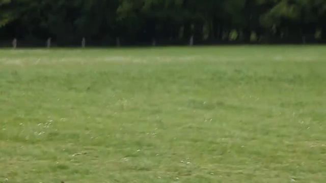 Margo van Nijnatten en Watch Out CCI1* Everswinkel смотреть онлайн