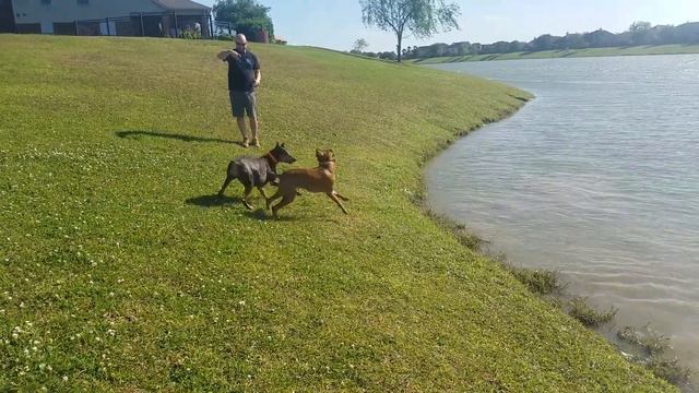 Maximus and Oden смотреть онлайн