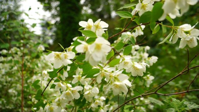 Lens Comparison | Sony SEL18200 смотреть онлайн