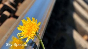 Роберт Адамс - Не реагировать - вот единственная духовная жизнь. Сатсанг