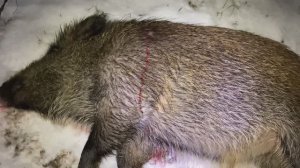 Охота на кабана с вышки.mp4