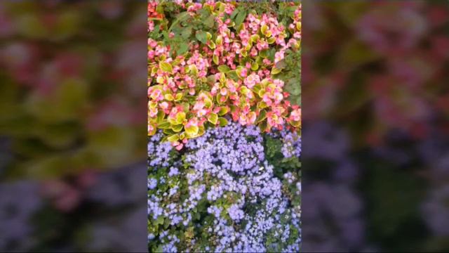 Özledim - Aşık Maraşi'den смотреть онлайн