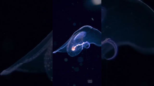 Бабочка Морская)