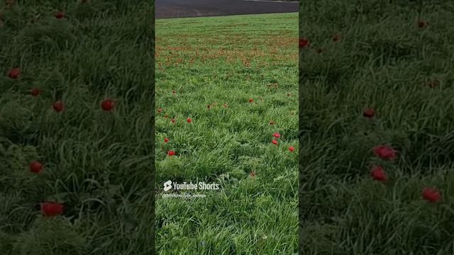 Лазорики. Карачаево-Черкесия смотреть онлайн