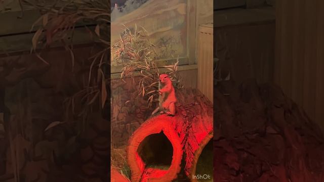 Московский зоопарк осенью смотреть онлайн