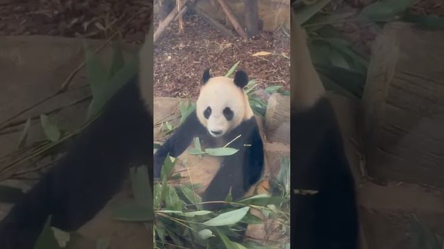 Панды 2 смотреть онлайн