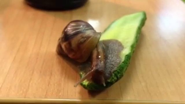 Людвиг и огурец смотреть онлайн