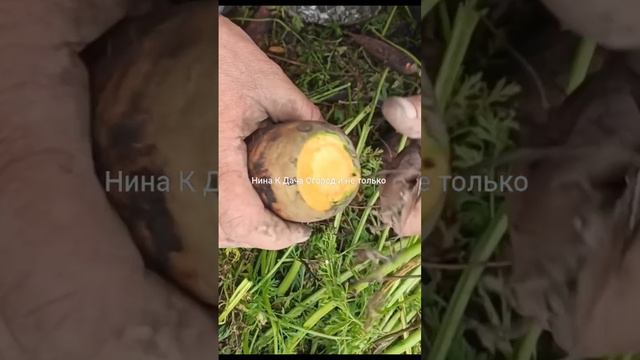 Как обрезать морковь для хранения чтобы не росла в погребе смотреть онлайн