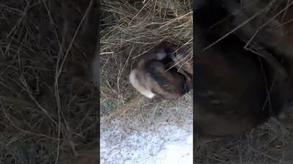 Зверь играется 3