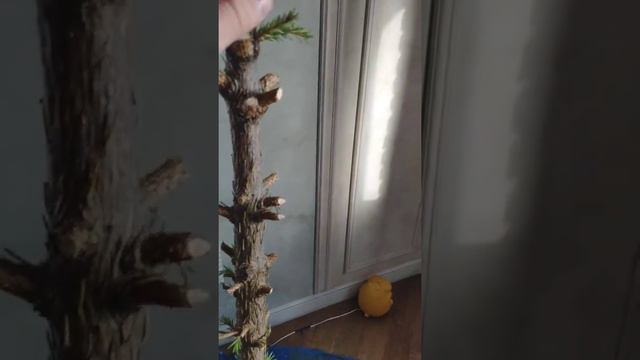 ЖЖем Елку Новогоднюю! смотреть онлайн