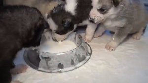 Щенки Хаски и кефирчик.