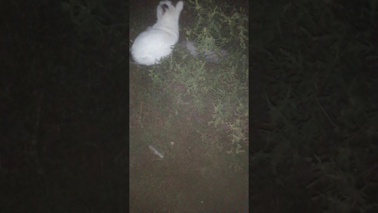 кот не в мешке, а в трубе.