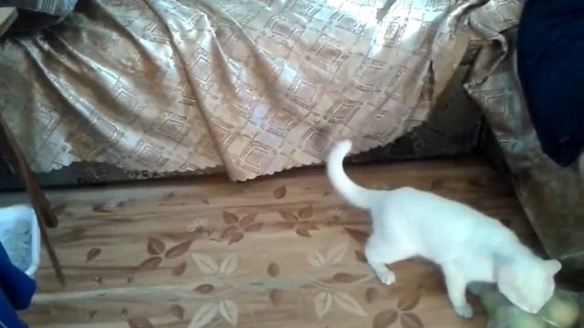 котики смотреть онлайн
