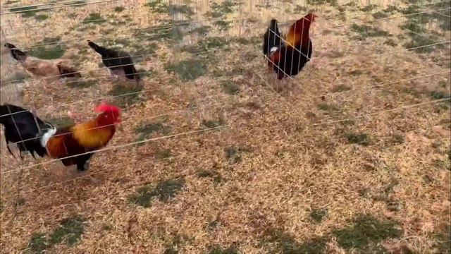 CALIFORNIA !! Hatch Kelso Blues Spartan Farm - Beautiful Birds смотреть онлайн