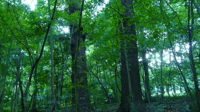 Janet Cardiff et George Bures Miller, "The Forest" (2) смотреть онлайн