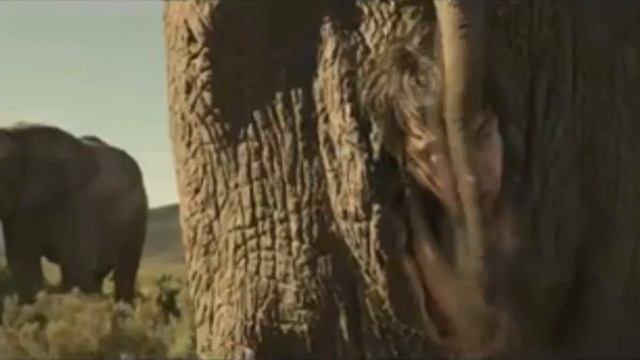 ELEFANTE FINAL смотреть онлайн