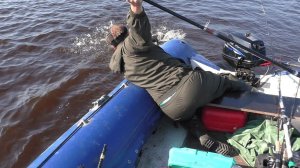 Вываживание крупной щуки на катушку без ручки))