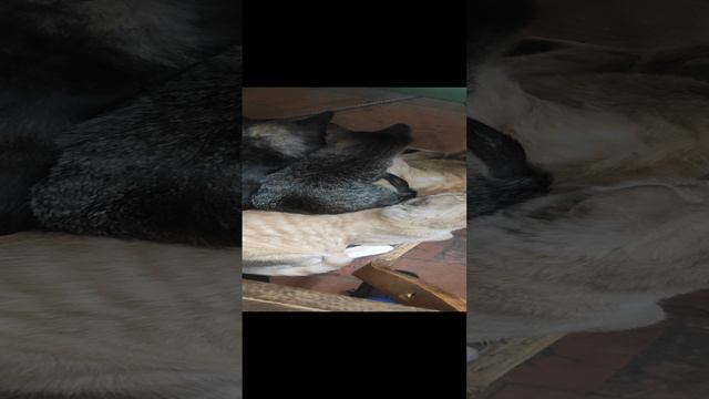 мелкий наглец смотреть онлайн