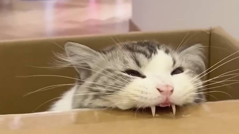 КЕК МОМЕНТ #1