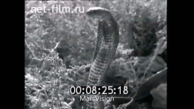 змеелов Юрий Орлов Туркмения Туркменистан Туркменская Советская Социалистическая Республика смотреть онлайн