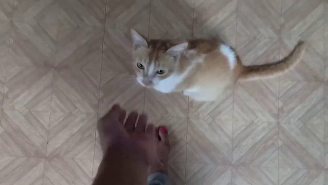 kora cute cat 🐈😺❤️ !! part -2 смотреть онлайн