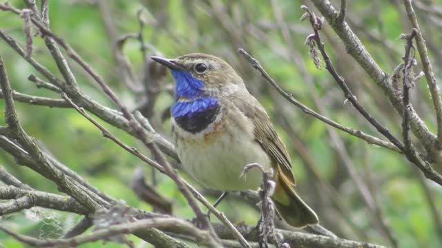 Варакушка белозвёздная. Песня варакушки. ( Luscinia svecica ) смотреть онлайн