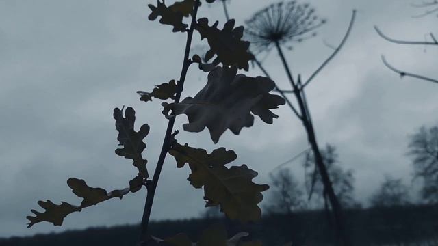 VID 20231115 165509 О горе, все слова- в твоей лишь воле...(Филип Сидни)...Павел Васильев Лахтински смотреть онлайн