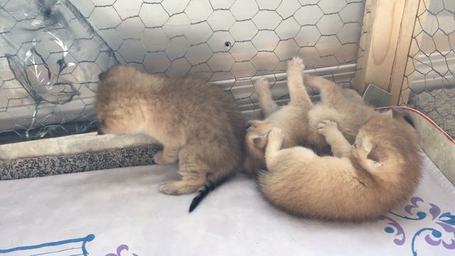 Golden British Kittens смотреть онлайн