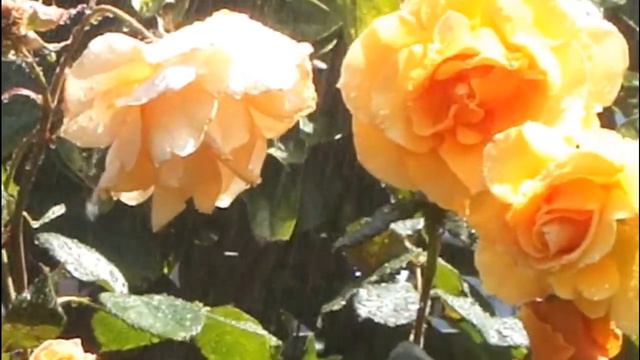 ♥ "Come in from the Rain" - Eydie Gorme смотреть онлайн