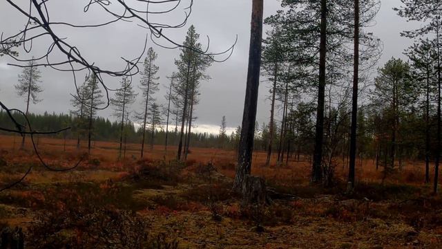 Teeren tiputus смотреть онлайн