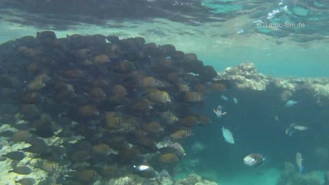 Schnorcheln im Roten Meer - Teil 3 смотреть онлайн