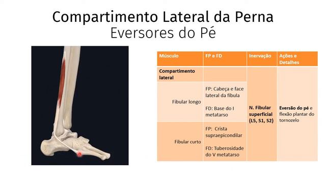 Músculos do Membro Inferior - Perna - Monitoria de Anatomia Médica I PUCPR смотреть онлайн