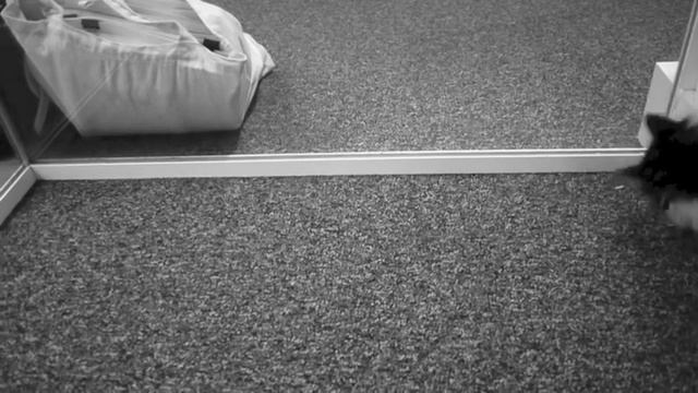 Innovation Warehouse Startup Cat смотреть онлайн
