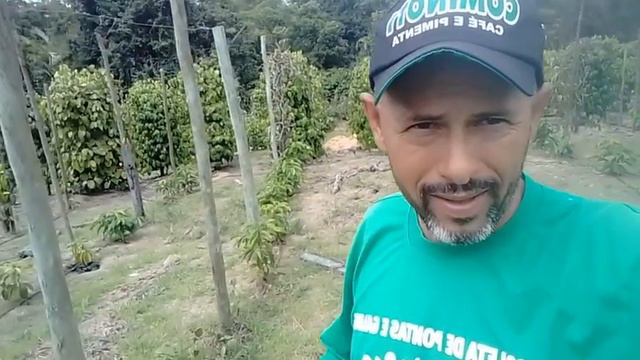 consórcio de café com pimenta смотреть онлайн