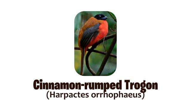 10 Species of Harpactes Genus Tragon Birds | Family: Trogonidae, Genus: Harpactes смотреть онлайн