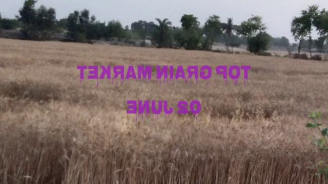 TOP Grain Market today report 2 June Thursday #chana #bajra #mong #gandam #cheeni #maki #sarso #pri смотреть онлайн