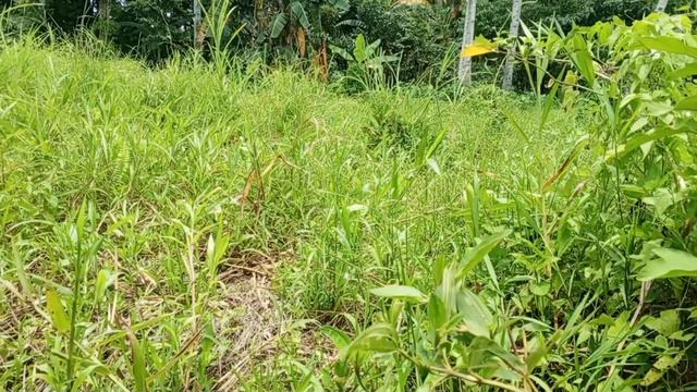 MUNTIKAN NA KAMING MAISAHAN..FB ACC JUNIE RABANES смотреть онлайн