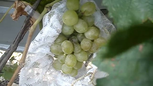 Сорт винограда Леда 21 09 2015 смотреть онлайн