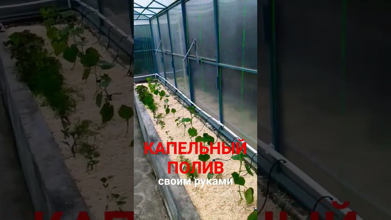 Капельный полив своими руками. Новое видео на канале.