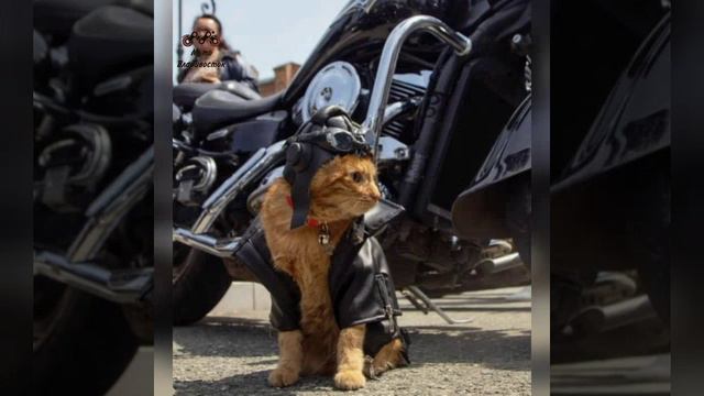 МотоЖизнь.mp4