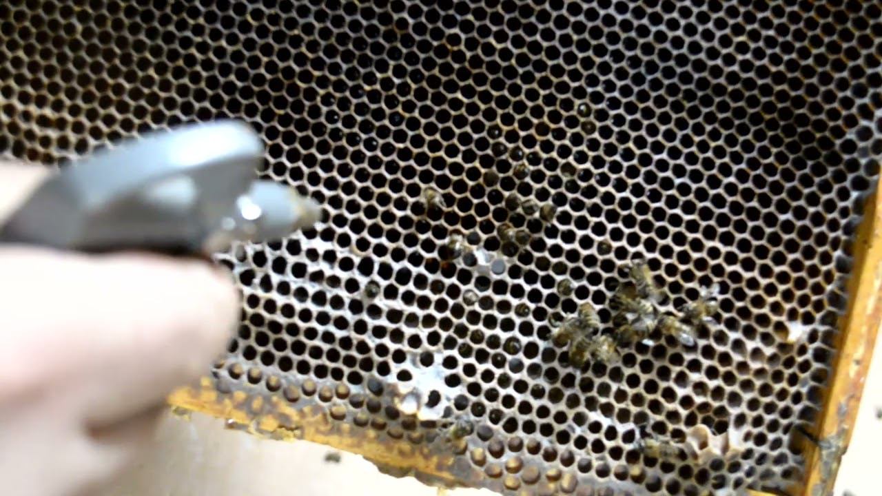 чистка ячеек (сот) от погибшей зимой пчелы